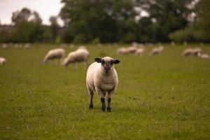 Sheep in the countryside in the old rural town of Lacock, England. photo