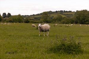 Sheep in the countryside in the old rural town of Lacock, England. photo