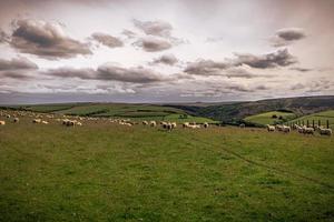 ovejas en los campos de cornualles, inglaterra. foto