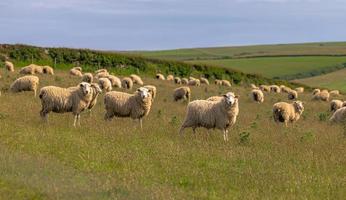 Sheep in the the fields of Cornwall, England. photo
