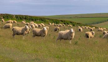 ovejas en los campos de cornualles, inglaterra. foto