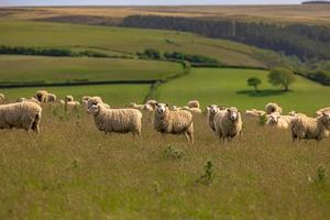 Sheep in the the fields of Cornwall, England. photo
