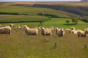 ovejas en los campos de cornualles, inglaterra. foto