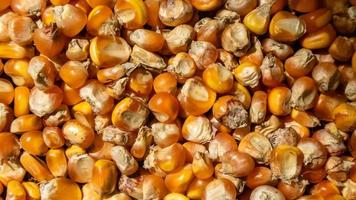 heap of corn kernels as background photo