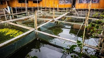 traditional fish farm in Tondano Lake made of bamboo photo