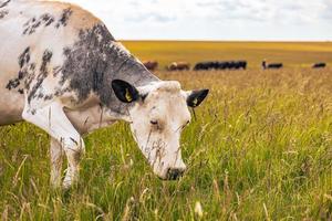 Cow at the ancient ruins of the druid site of Stonehenge on the plain of Salisbury, England. photo