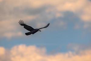 Beautiful Raven flying over the ancient ruins of the druid site of Stonehenge on the plain of Salisbury, England. photo