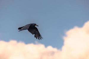 Beautiful Raven flying over the ancient ruins of the druid site of Stonehenge on the plain of Salisbury, England. photo