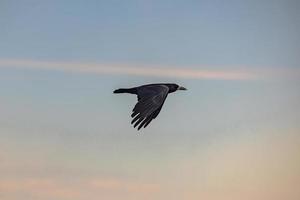 Beautiful Raven flying over the ancient ruins of the druid site of Stonehenge on the plain of Salisbury, England. photo