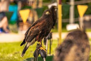 pájaro águila en una feria medieval en el épico castillo medieval de arundel, inglaterra. foto