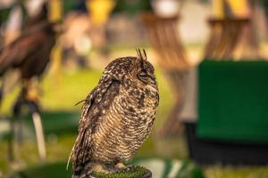 pájaro búho en una feria medieval en el épico castillo medieval de arundel, inglaterra. foto