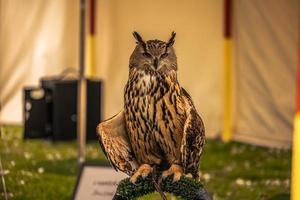 Owl bird at a medieval fair at the epic medieval castle of Arundel, England. photo