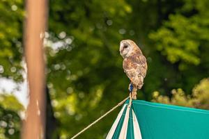 pájaro búho en una feria medieval en el épico castillo medieval de arundel, inglaterra. foto