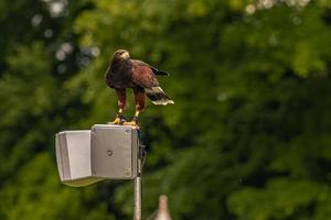 pájaro águila en una feria medieval en el épico castillo medieval de arundel, inglaterra. foto