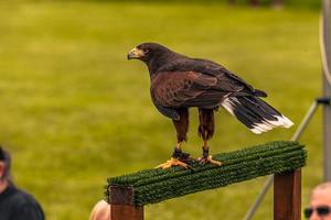 Eagle bird at a medieval fair at the epic medieval castle of Arundel, England. photo