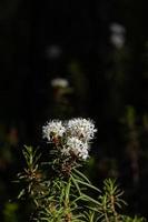 Labrador Tea on theGreen Background photo