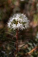 Labrador Tea on theGreen Background photo