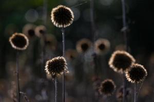 Dry Echinops On the Blured Bacground photo