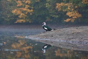 Latvian autumn landscape photo