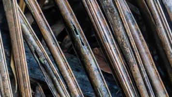 textura de hojas de palma seca como fondo foto