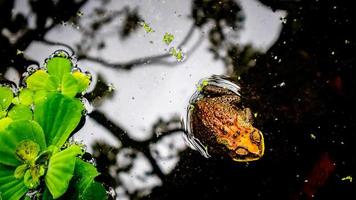a beautiful frog on the water photo