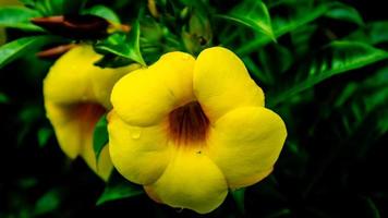 una hermosa flor amarilla allamanda cathartica foto