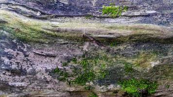 mossy wood texture as a background photo