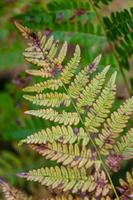 Green Coniferous  forests photo