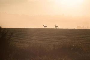 Latvian summer landscapes photo