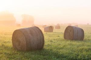 Latvian summer landscapes photo