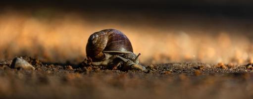 hélice pomatia en el suelo foto