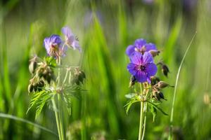 Meadow Cranesbill in the Forest photo