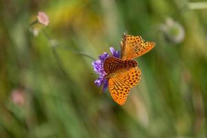 silver washed fritillary photo