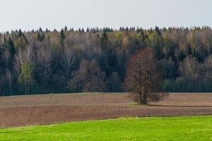 Latvian Springtime Landscapes photo