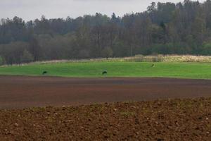 Latvian Springtime Landscapes photo