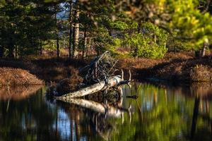 Swamp lake in Springtime photo