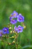 Meadow Cranesbill in the Forest photo