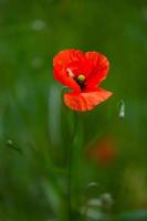 Red Poppies on a Green Background photo