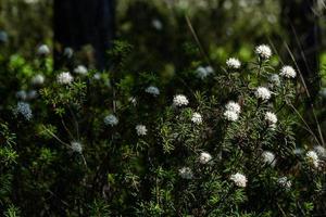 Labrador Tea on theGreen Background photo