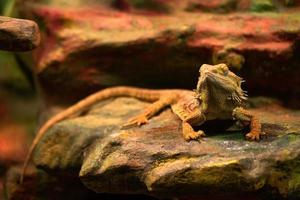 inland bearded dragon photo