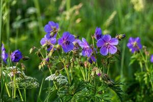 cransbill del prado en el bosque foto