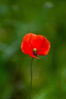 Red Poppies on a Green Background photo