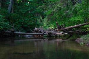 pequeño río forestal en verano con fondo verde foto