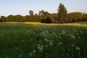 paisajes de primavera de letón foto