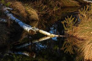 Swamp lake in Springtime photo