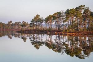 Swamp lake in Springtime photo