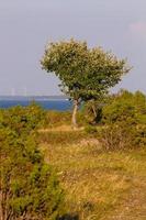 paisajes de verano de la isla mmuhu foto