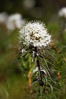 Labrador Tea on theGreen Background photo