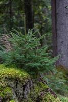 bosques de coníferas verdes foto