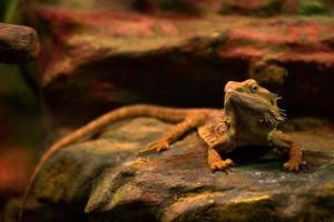 inland bearded dragon photo